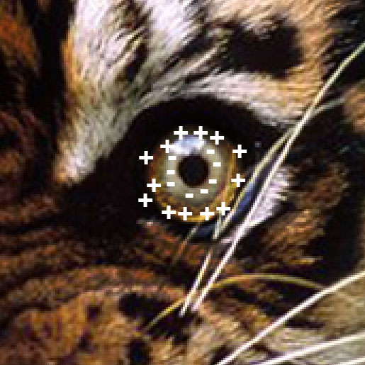 Illustration de tigre psychédélique avec Photoshop