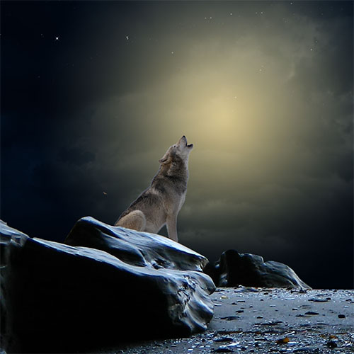 Tutoriel Le hurlement du loup avec Photoshop