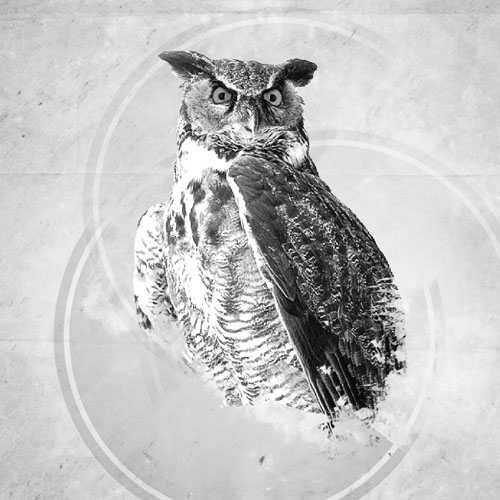 Montage photo Owls design avec photoshop