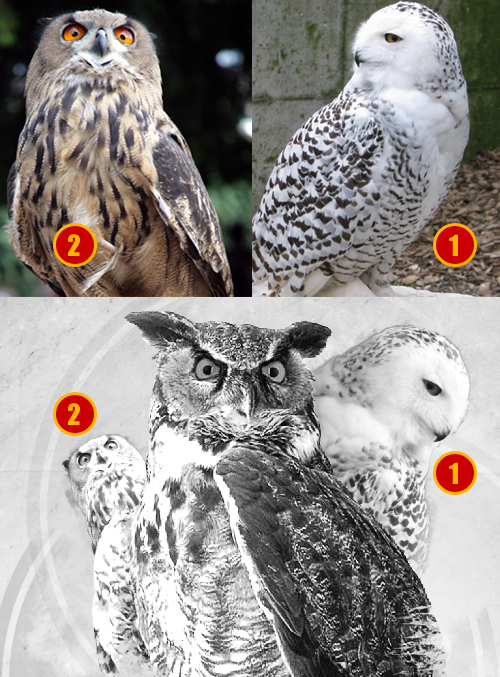 Montage photo Owls design avec photoshop