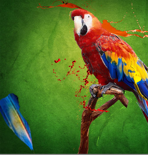 Parrot design avec photoshop