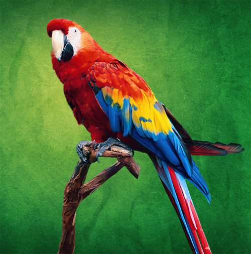 Parrot design avec photoshop